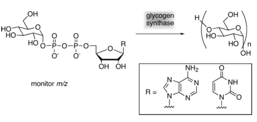 Discovery of the Archaeal Chemical Link Between Glycogen (Starch) Synthase Families Using a New Mass Spectrometry Assay