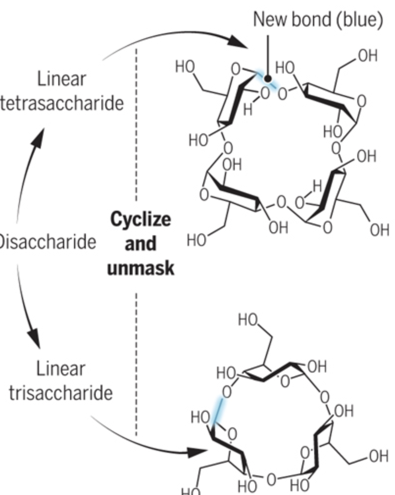 Putting Sugars Under Strain